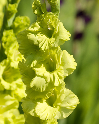 GLADIOLUS GREEN STAR 100 kusov